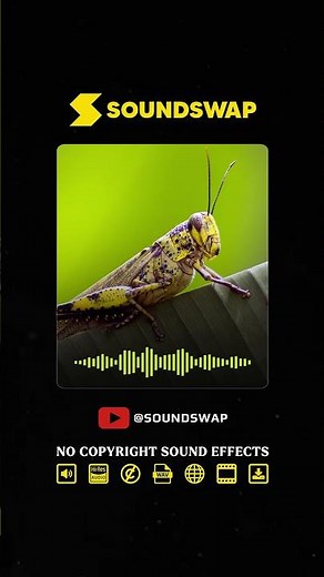 Cricket Sound Effect