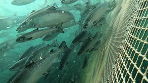 Salmon Fish Farm Underwater Norway Stock Footage Video (100% Royalty-free) 1035640568 | Shutterstock