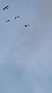 Clean up on Aisle 3. #goosehunting #rogerssportinggoods #waterfowlhunting #wbyfieldandflight #waterfowl | Final Approach Waterfowl