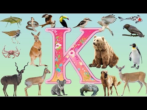 Discover the World of 'K' Animals abc | 19 Animals that Start With K | Master Animals Vocabulary