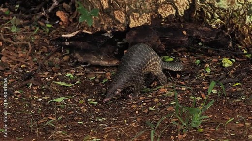 Sunda pangolin (Manis javanica) is native to Southeast Asia including Indonesia (Java, Sumatra, and Borneo).