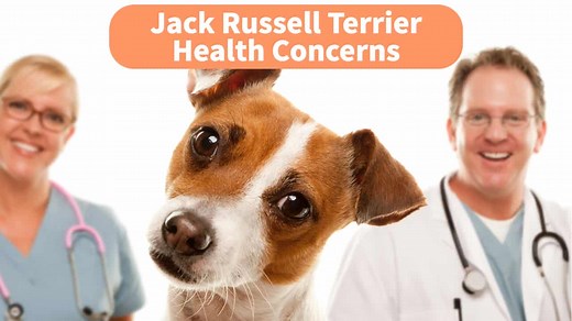 Jack Russell Terrier Health Concerns [15 Common JRT Health Problems] - Terrier Owner