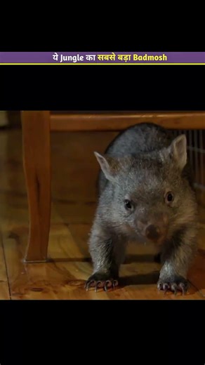 Don’t Mess With This Animal’s Butt 😳 Wombat Fact #shorts