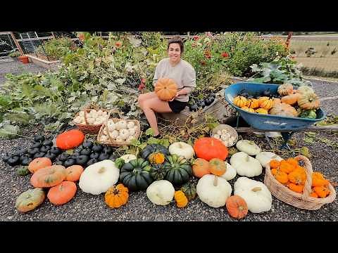 Blown AWAY by this EPIC Pumpkin Harvest!! Chicken Coop Update