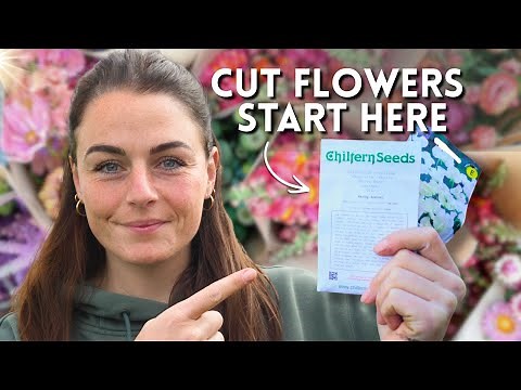 How to Start Cut Flower Seeds for Beginners (Step-by-Step Guide)