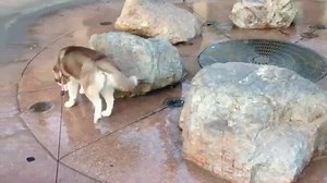 21K views · 747 reactions | Daily Doge on Reels | Facebook