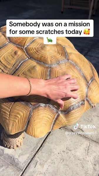 Just like a dog 😂#dinosaur #bulldozer #africansulcata #asmr #scratch | asmr scratching