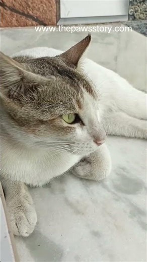 Cute Cat Saying “Mew Mew” 🐱 | Adorable Talking Cat Moments #shorts