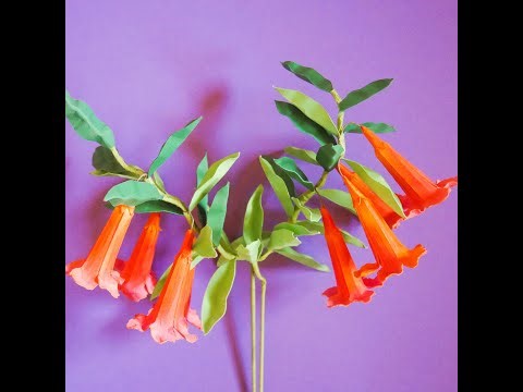 Campsis Radicans Part 2