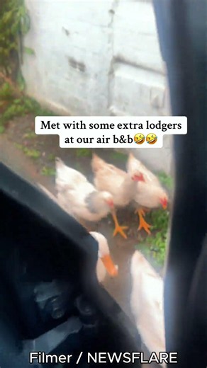 Barnyard Welcome: Feathered Parade of Ducks and Chickens Greets Airbnb Guest