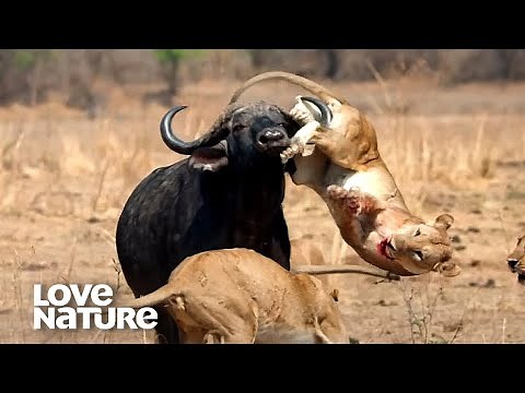 Lion Pride Lures Lone Buffalo Into Deadly Ambush | Love Nature