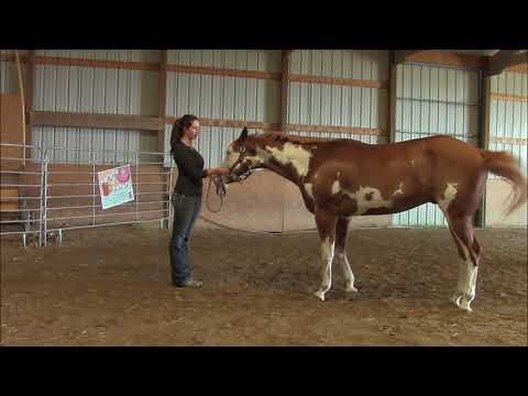 Showmanship: Backing up