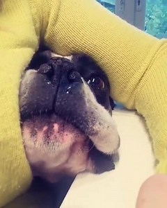 Our needy Choco 🙂 By: Daria De | I Love Boxer Dogs