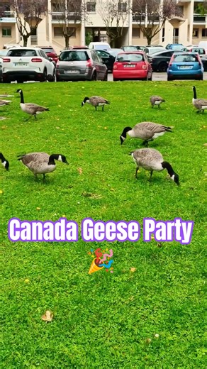 WATCH THEM RUN! Geese Squad Takes Over The Park