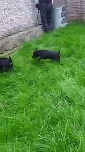 2.4K views · 122 reactions | Little video of the next generation of Ratters bred to add to the pack.... we have high hopes for these pups.... these pups was bred from milo and roxy in the pack... there won't be many rats missed once they are all working. The future is bright  | Yorkshire Rat Pack | Facebook