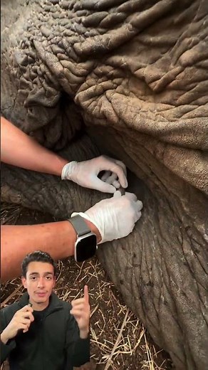 Researchers remove a giant tick from an elephant's skin in the savanna #nature #tick