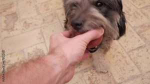 Close-up friendly small hairy dog playing to grab red ball from male hand. Pet bites ball trying to get grip pulling and shaking head. Dark long hair coat mutt long ears.