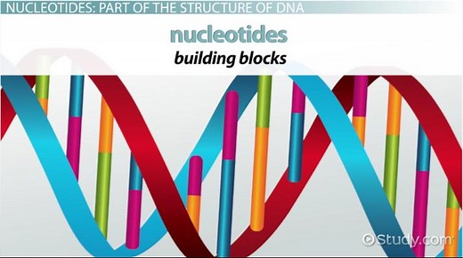 Nucleotide | Structure, Types & Functions
