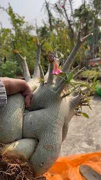 संकट ⚠️ टल गया Adenium Repotting | Root trimming , soil mix & care ✅ #adenium #divinegarden98