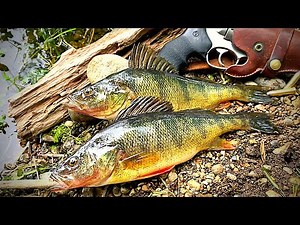 GIANT PERCH Catch & Cook!!! Fried Nuggets BACKWOODS STYLE
