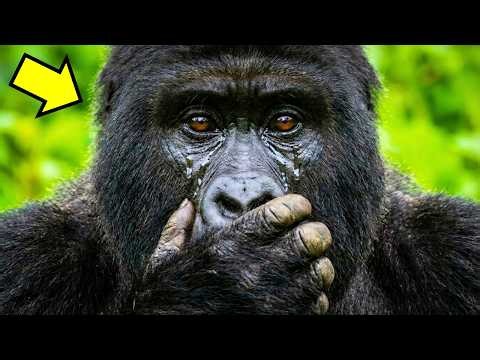 Loudest Gorilla In The Zoo Went Suddenly Silent. 47 Days Later, Everyone Was In Tears!
