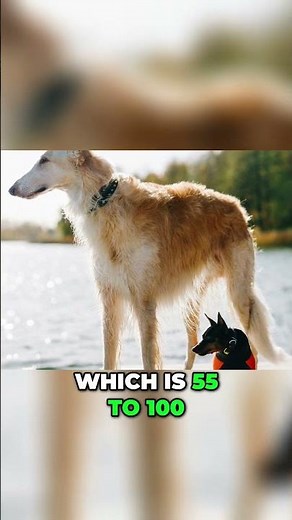 How Big is the Borzoi Dog Breed?