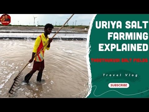 Inside Thoothukudi’s Uriya Salt Fields | Chemical Salt Farming Documentary 🏭🧂