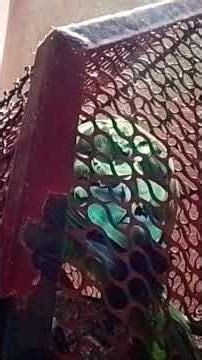 #parrottalking video compilation video green parrot talking