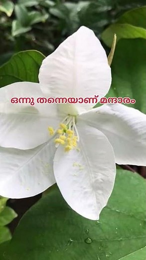 The greatness of Mandaram #youtubeshortsviral