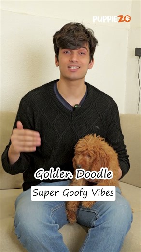 Maltipoo or Goldendoodle? 🐾 The Ultimate Breed Comparison #Maltipoo #Goldendoodle #doglovers