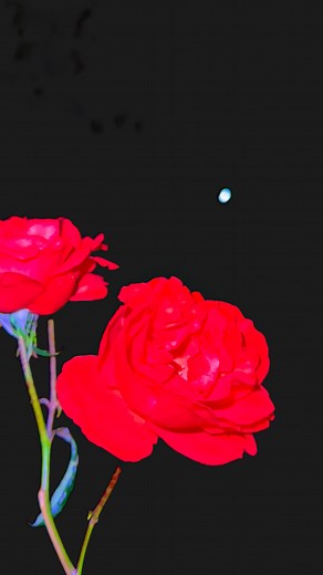 451K views · 8.4K reactions | Tujhe Bhula Na Beautiful Night Vibes Flower Aamazing #fblifestyle #fbreel #flower | Pahadi Explorer | Facebook