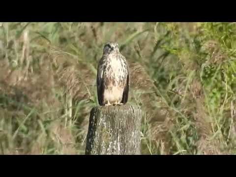 Buzzard in the haze