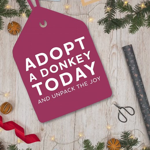 Adopt a donkey this Christmas and we'll send you a beautiful adoption pack including portraits of your new friend & much more! 🎁❤️ | The Donkey Sanctuary