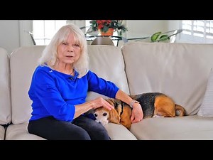 43 beagles rescued from lab-testing breeding facility find forever families