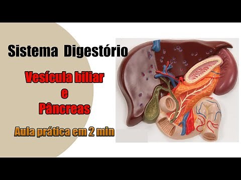 Digestive System - Gallbladder and Pancreas - Human Anatomy