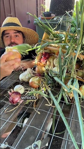 When To Harvest Onions & How To Cure Them!