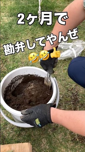【さつまいも】さつまいもか虫を育てます！ #プランター栽培 #さつまいも #家庭菜園