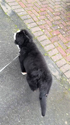 Meet Moby: The Chunky Bum Bernese Puppy!