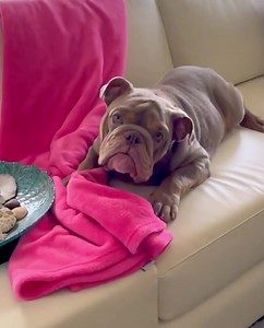 475K views · 10K reactions | How could you not fall in love with our...