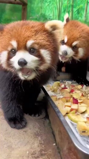 大切なわんちゃんのために栄養のあるドッグフードを✨ 特別療法食から総合栄養食まで、製薬会社が開発した高性能ドッグフード【全13種類】 和漢を中心に鹿や魚・マクロビ原料・サプリ・オメガ3・ファイトケミカルなど 先端栄養学の全てを注入した犬の健康を守るための【和漢・みらいのドッグフード】 https://px.a8.net/svt/ejp?a8mat=3Z52SS CZDBFE 3SZE BXB8Z #もふもふ #可愛い #動物好きと繋がりたい #もふもふ好きな人と繋がりたい #わんちゃん #レッサーパンダ #pr #フォローお願いします