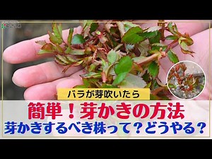 【バラ】春一番の管理！芽かき？ってなんだ？【春の管理】