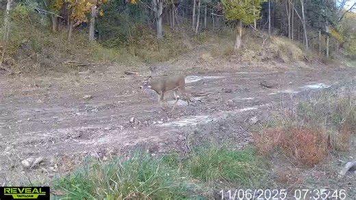 Young dumb buck in the middle of the road 😆 #buck #tactacamreveal #deer | Reel Fresh Catch