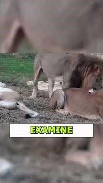 Why Did This Male Lion Approach the Lioness and Her Cubs?