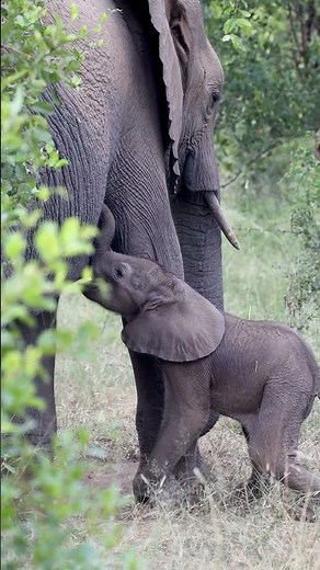 Baby Elephant Nursing in the Wild!