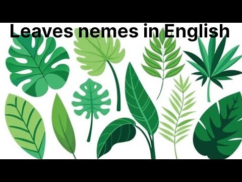 Leaves name | name of leaves |leavesname for childrens | leaf shapes |leaves names | leave names