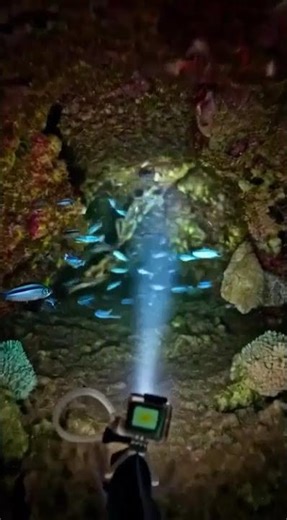 Damselfish POV: Defending a Coral Reef Territory