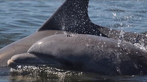 A pod of dolphins appear to glow while swimming in bioluminescence