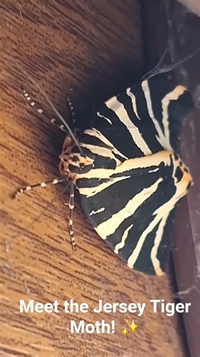​Is this the UK's most striking moth?