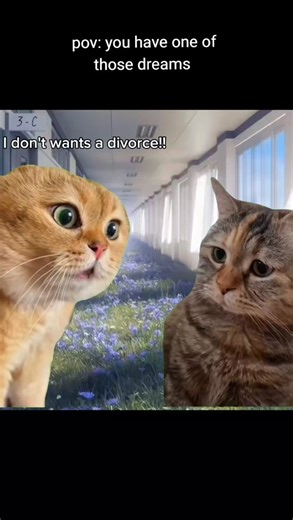 Cat Memes: A Compilation of Funny and Cute Feline Moments