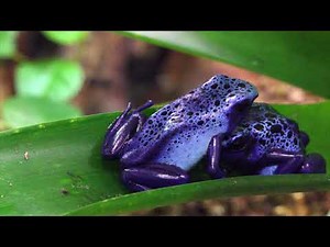 Frogs Croaking Sound [1HOUR]